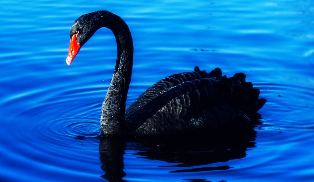 black-swan-1
