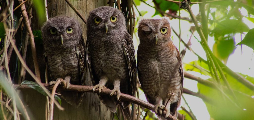 owls-header