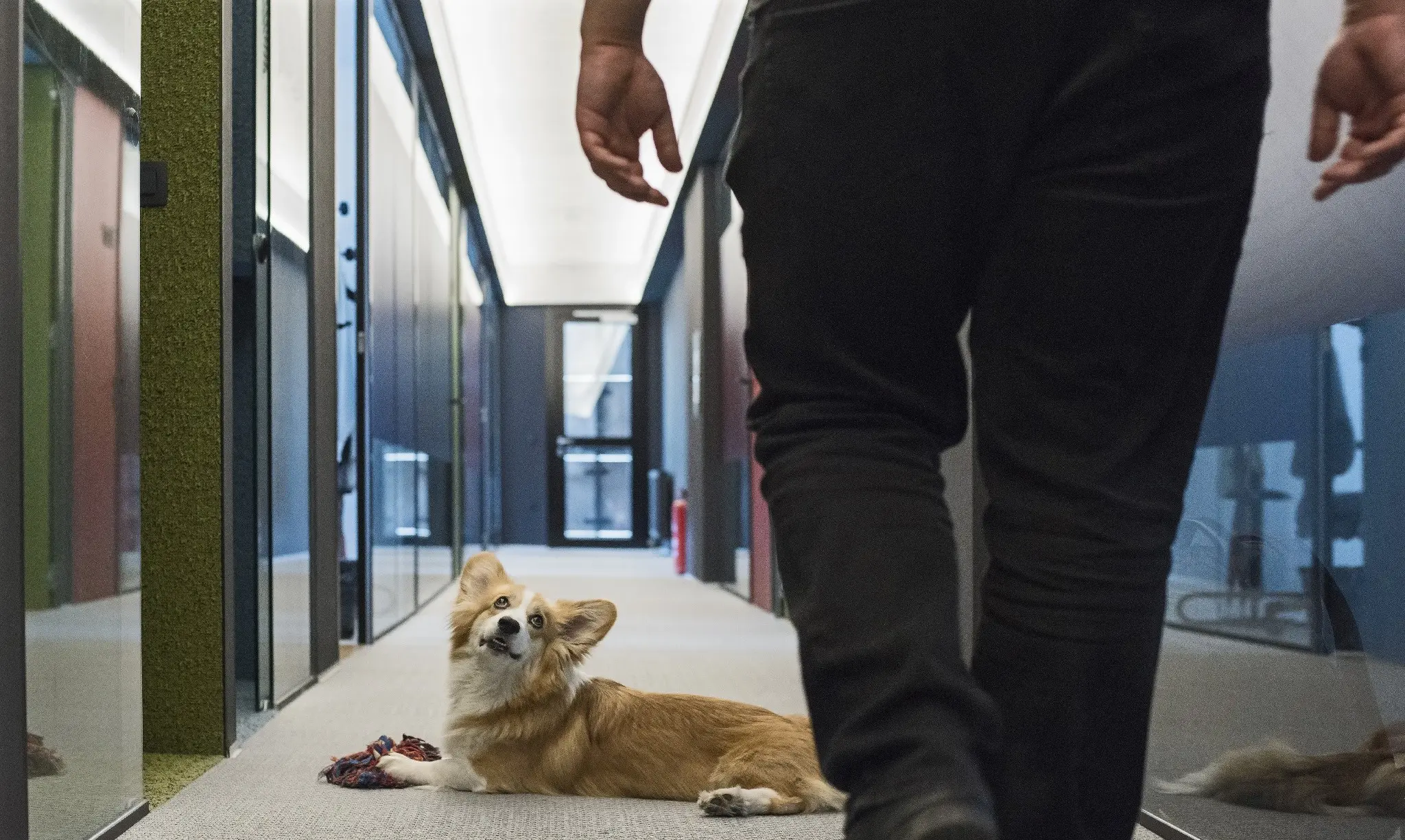 A dog resting in the corridor of the CROZ office